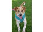 Adopt Rizzo a Cattle Dog