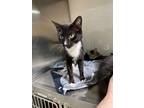 Adopt Sophie Snerdle a Domestic Short Hair