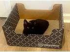 Adopt CHARLOTTE-ready in July a Domestic Short Hair
