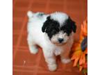 Poodle (Toy) Puppy for sale in Walnut Creek, CA, USA