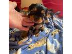 Yorkshire Terrier Puppy for sale in Printer, KY, USA