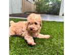 Poodle (Toy) Puppy for sale in High Springs, FL, USA