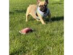 French Bulldog Puppy for sale in Momence, IL, USA
