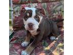 Olde English Bulldogge Puppy for sale in Gardner, MA, USA