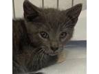 Adopt FlowerBomb a Domestic Short Hair