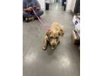 Adopt Faye a Terrier, Mixed Breed