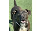 Adopt Addie a Pit Bull Terrier, Mixed Breed