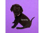 Adopt Serenity a Chocolate Labrador Retriever