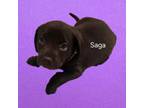 Adopt Saga a Chocolate Labrador Retriever