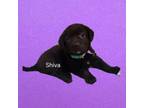 Adopt Shiva a Chocolate Labrador Retriever