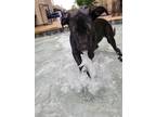 Adopt Vidalia Veggie a Pit Bull Terrier, Staffordshire Bull Terrier