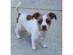 Adopt Penny ADOPTION PENDING a Jack Russell Terrier, Shih Tzu