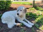 Adopt Pansy a Great Pyrenees, Retriever