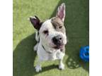 Adopt Moo Cow a Pit Bull Terrier