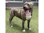 Adopt Brooke a American Staffordshire Terrier