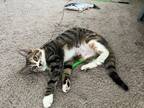 Adopt Forget Me Not a Domestic Short Hair