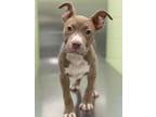 Adopt Scribble a American Staffordshire Terrier, Mixed Breed