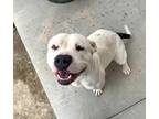 Adopt LARISSA a Pit Bull Terrier, Mixed Breed