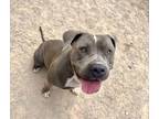 Adopt STELLA a Pit Bull Terrier, Mixed Breed