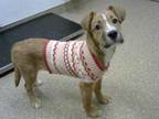 Adopt VALENTINE a Irish Terrier, Mixed Breed