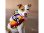 Adopt Margarita a American Staffordshire Terrier