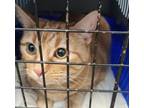 Adopt Ginger/buttons* a Domestic Short Hair