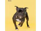 Adopt Micki a Boston Terrier, Mixed Breed