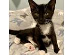 Adopt Herald of Purity a Domestic Short Hair