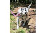 Adopt Barbara a Treeing Walker Coonhound