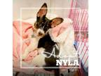 Adopt Nyla a Rat Terrier, Yorkshire Terrier
