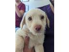 Adopt Heidi a Jack Russell Terrier, Poodle