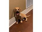 Adopt Hannah a Jack Russell Terrier, Poodle