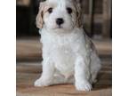 Cavapoo Puppy for sale in West Salem, OH, USA