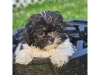 Shih-Poo Puppy for sale in Chester, VA, USA