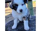 Miniature Australian Shepherd Puppy for sale in Viking, MN, USA