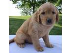 Golden Retriever Puppy for sale in Dundee, OH, USA