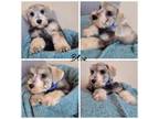 Schnauzer (Miniature) Puppy for sale in Killeen, TX, USA