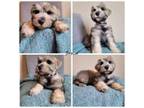 Schnauzer (Miniature) Puppy for sale in Killeen, TX, USA