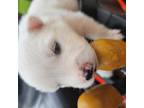 American Eskimo Dog Puppy for sale in Sheridan, IN, USA