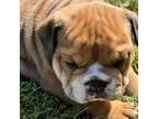 Bulldog Puppy for sale in Hinton, IA, USA