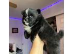 Pomeranian Puppy for sale in Clermont, FL, USA