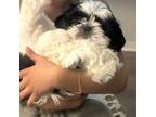 Shih Tzu Puppy for sale in Collingswood, NJ, USA