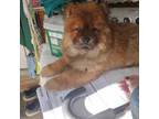 Chow Chow Puppy for sale in Houston, TX, USA