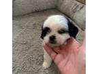 Shih Tzu Puppy for sale in Coweta, OK, USA