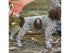 German Shorthaired Pointer Puppy for sale in Fort Belvoir, VA, USA