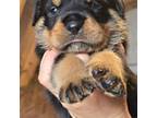 Rottweiler Puppy for sale in Mckinney, TX, USA