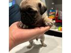 Pug Puppy for sale in Hopkins, MN, USA