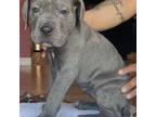 Cane Corso Puppy for sale in Covina, CA, USA