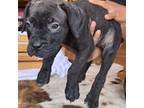 Cane Corso Puppy for sale in Covina, CA, USA