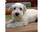 Schnauzer (Miniature) Puppy for sale in Prestonsburg, KY, USA